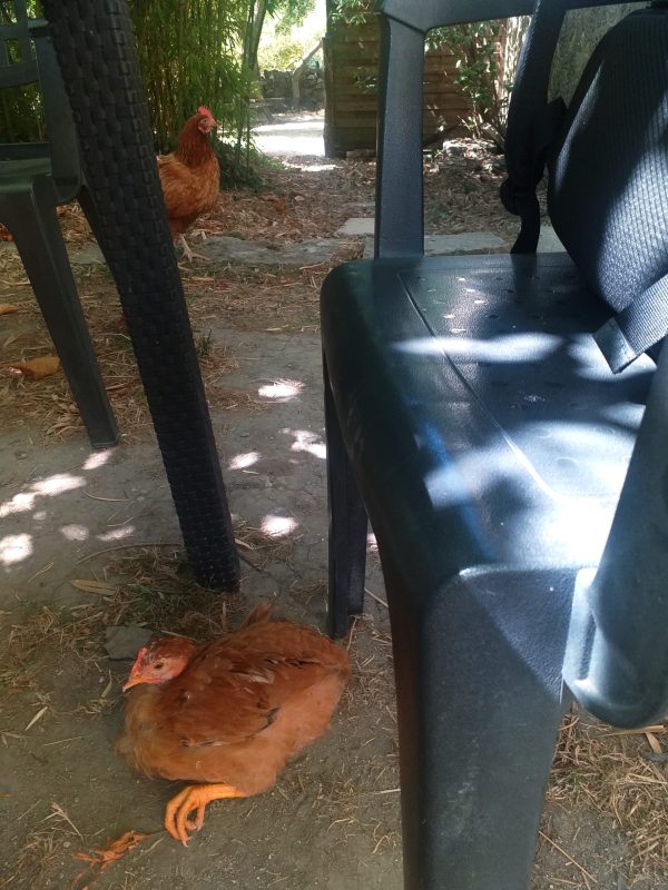 Servins-Poules-scaled.jpg